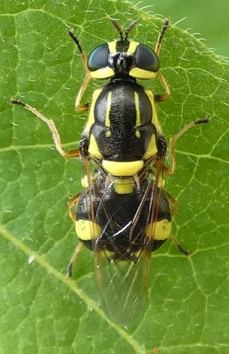 Réf. 305 539 : Oxycera rara